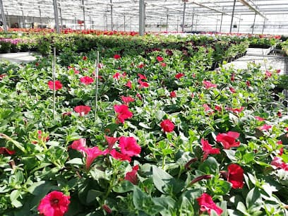 Floricoltura Fattoria Tordimonte Di Sensi Carlo Tito