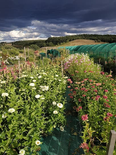 PuscinaFlowers