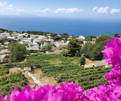Azienda Agricola Solaria Capri