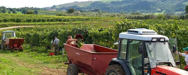 La Carraia Azienda Vinicola