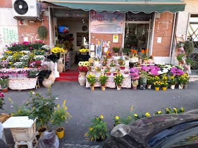 FIORI MAYA-Piante e Fiori Roma