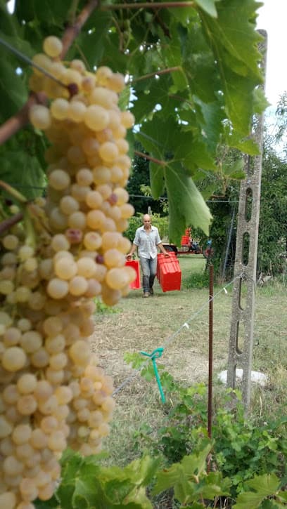 Podere Acquaccina di Celentano Luigi
